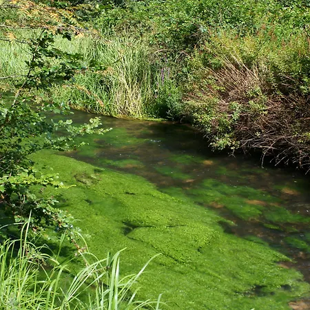 Отель Am Hirschhorn - Wellness - - And 4*