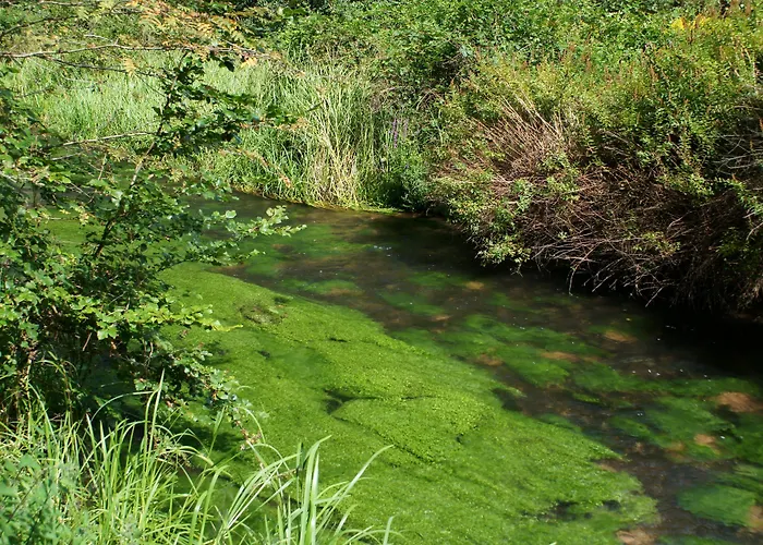 Hotel Am Hirschhorn - Wellness - - And 4*